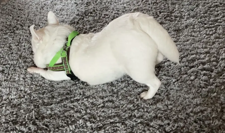 Condolence image of Meli ❤️