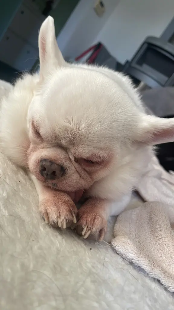 Condolence image of Meli ❤️