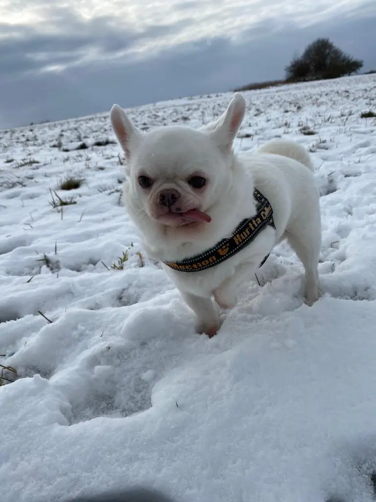 Condolence image of Meli mit Charlie❤️