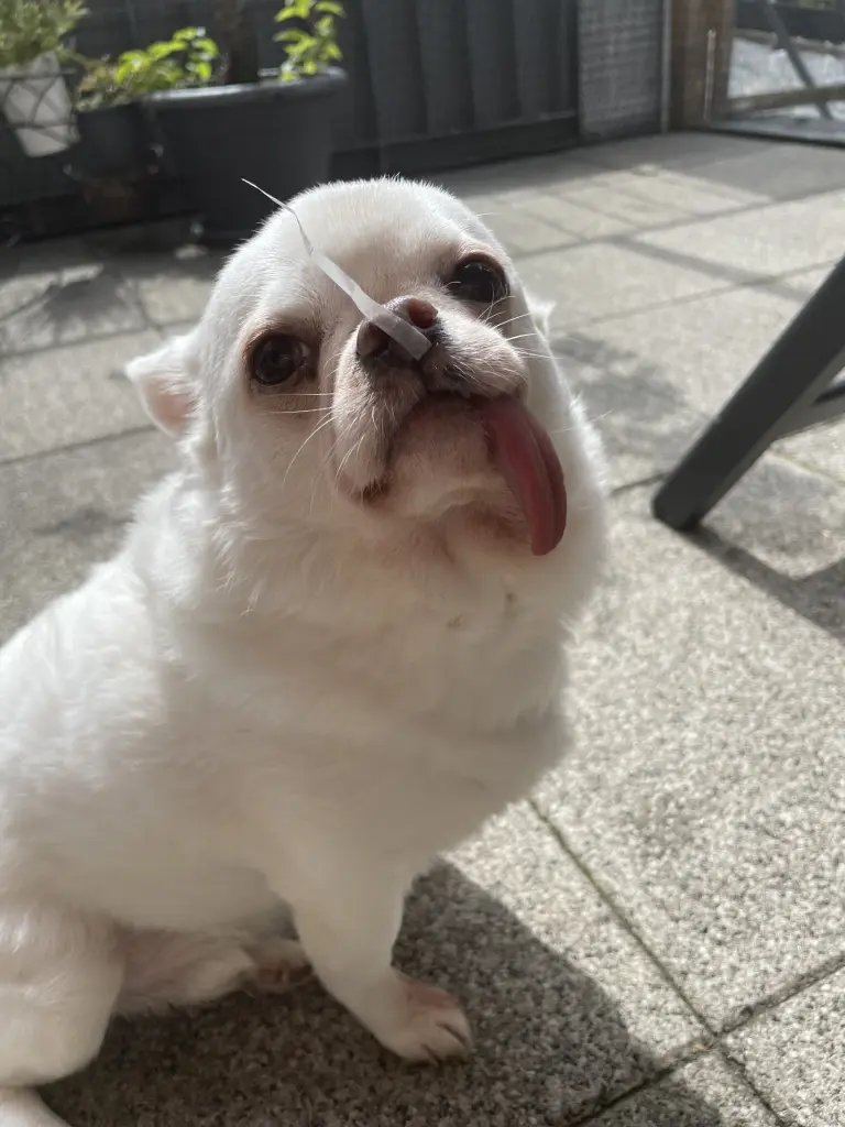 Condolence image of Meli ❤️