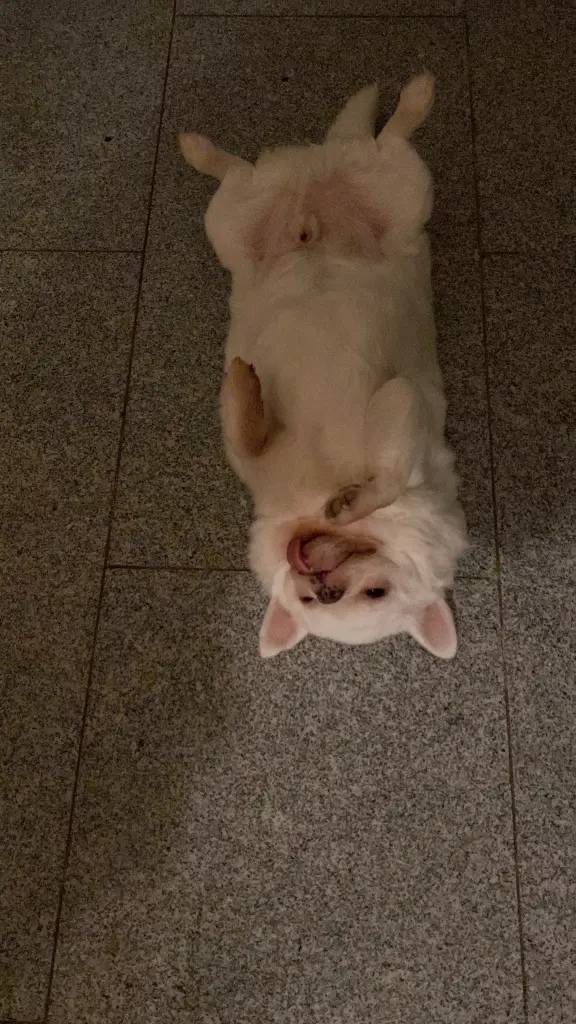 Condolence image of Meli