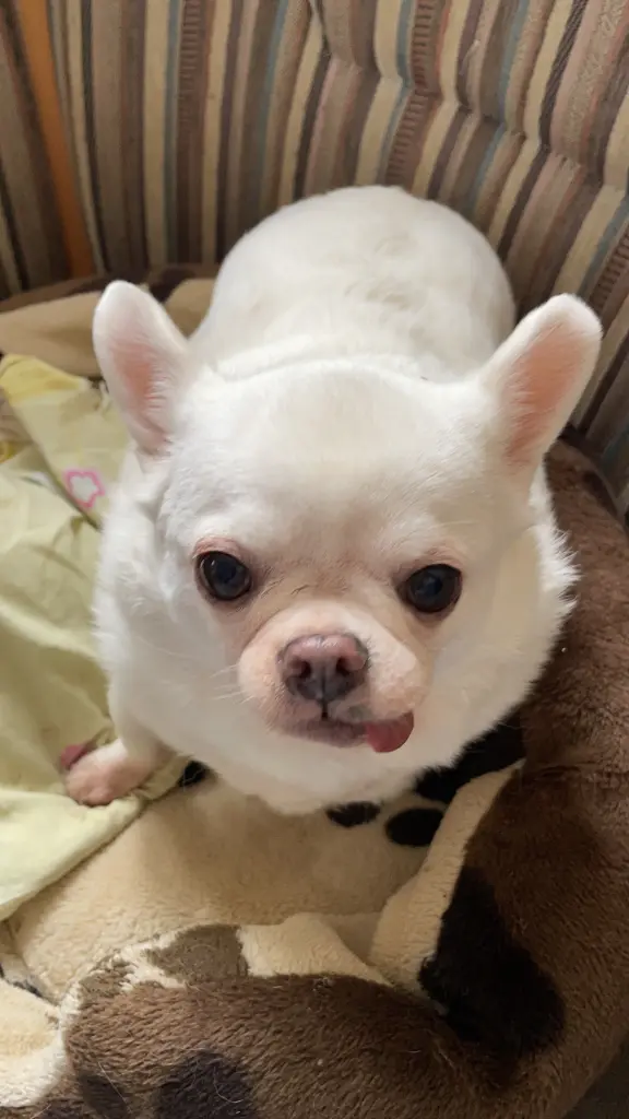 Condolence image of Meli ❤️