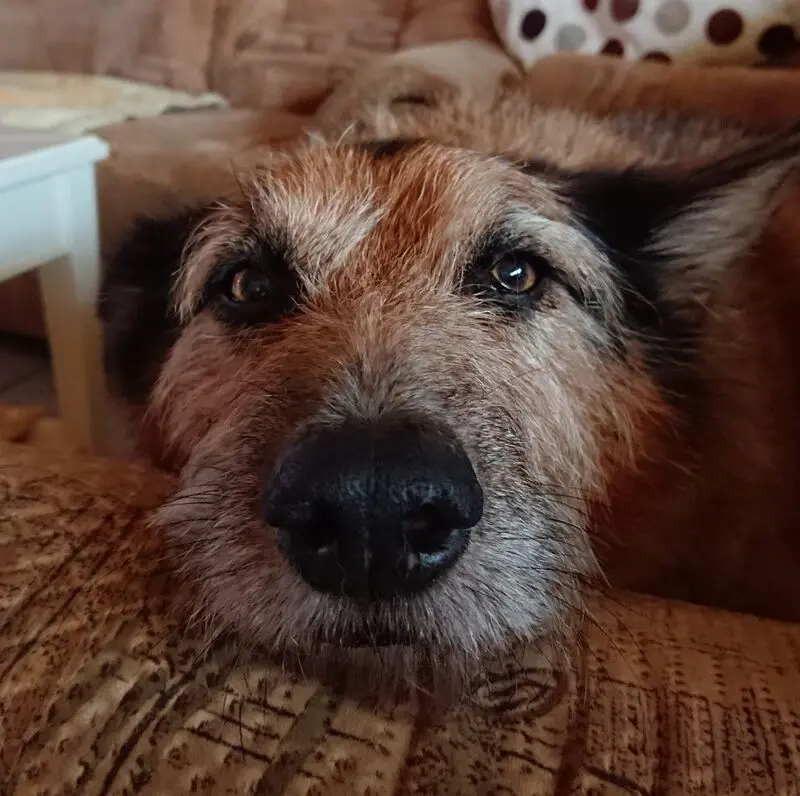 Condolence image of Carmen & Keksi 