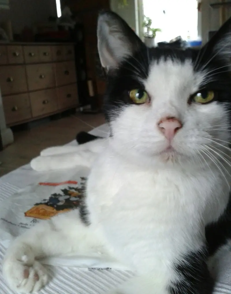 Image from Felix