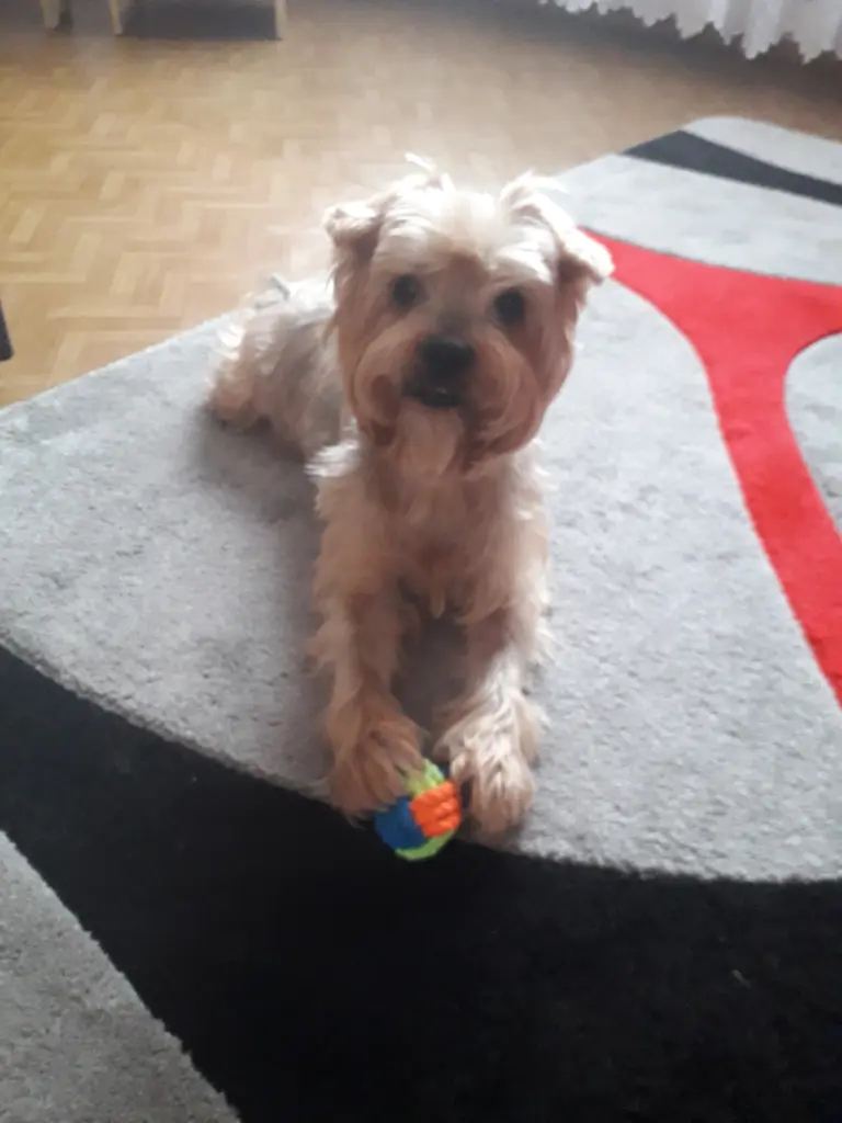 Condolence image of Ewa & Krzysztof mit Jacki tief im Herzen ❤