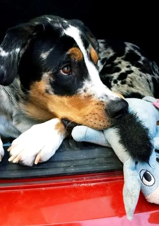 Image from Gizmo ♥