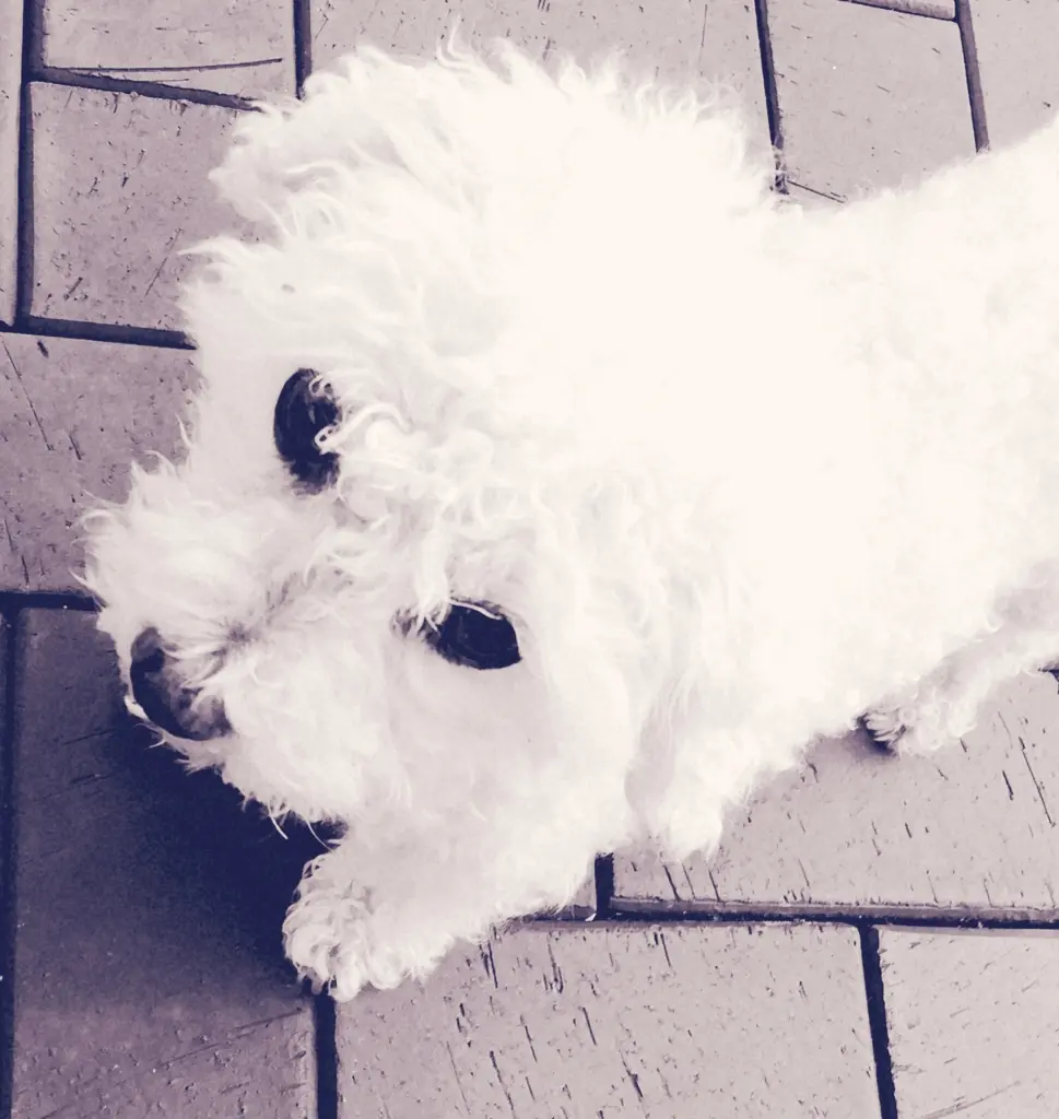 Condolence image of Gaby mit Snowy* im Herzen