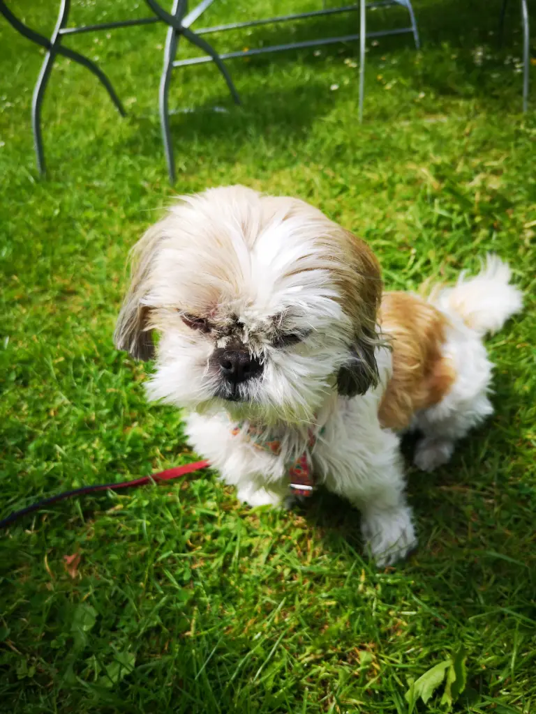 Condolence image of Susanne