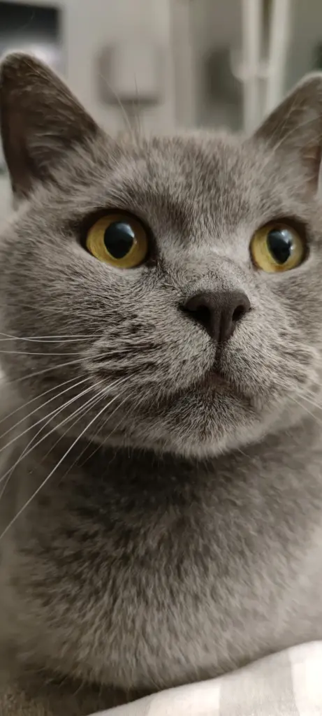 Image from Constantin Freiherr vom Stein 