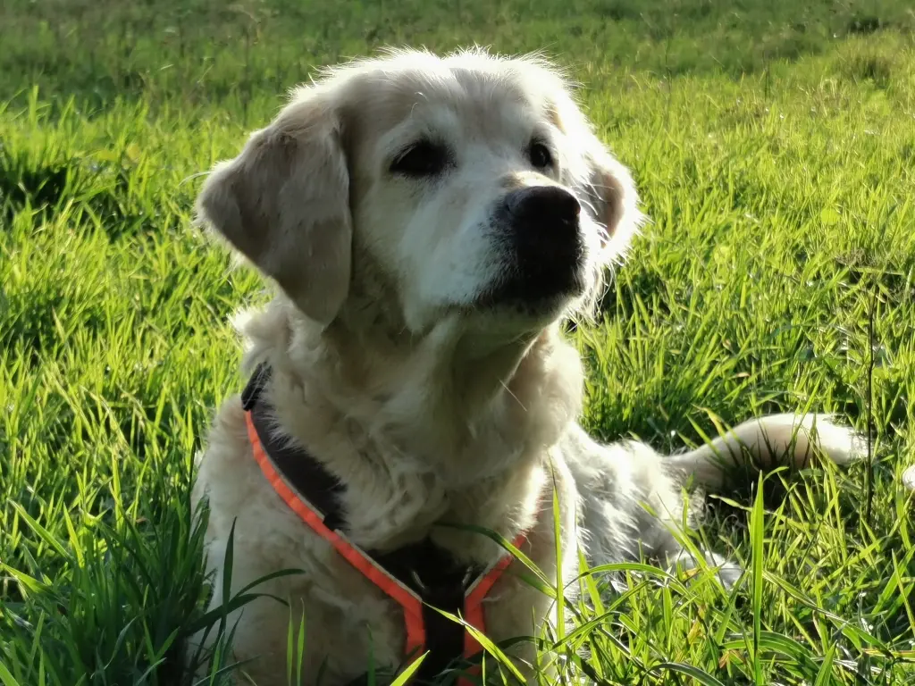 Condolence image of Udo