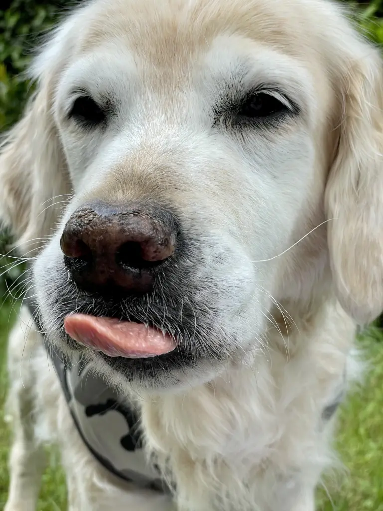 Condolence image of Frauchen 