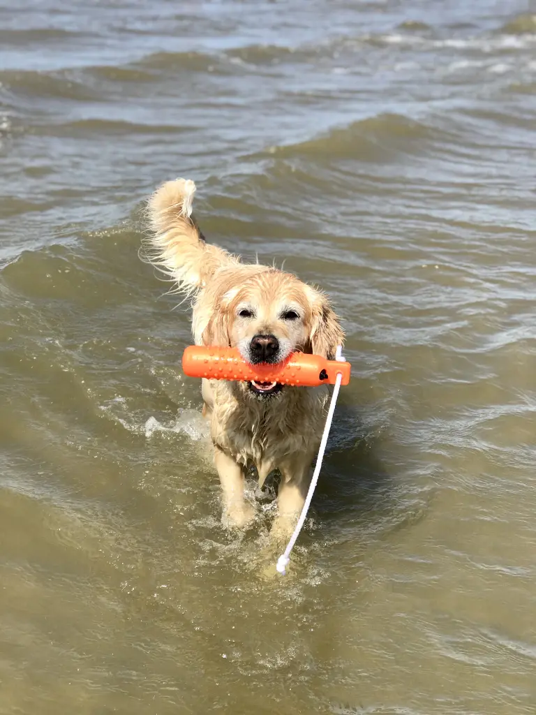 Condolence image of Frauchen 