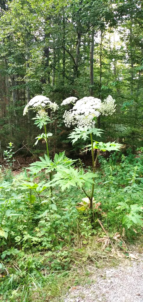 Condolence image of Erika