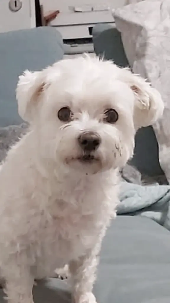 Condolence image of Lili mit Mailo für immer in ♥️ verbunden 