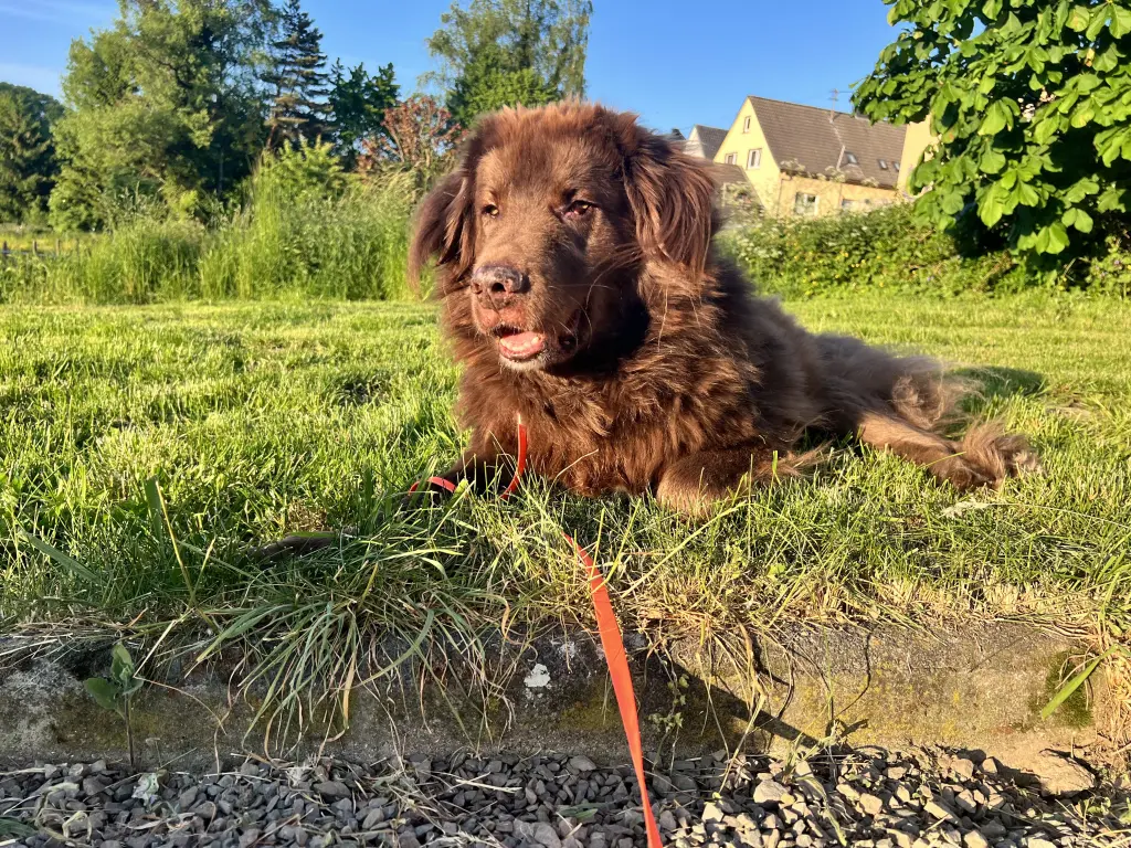 Condolence image of Katharina  Schmitz 