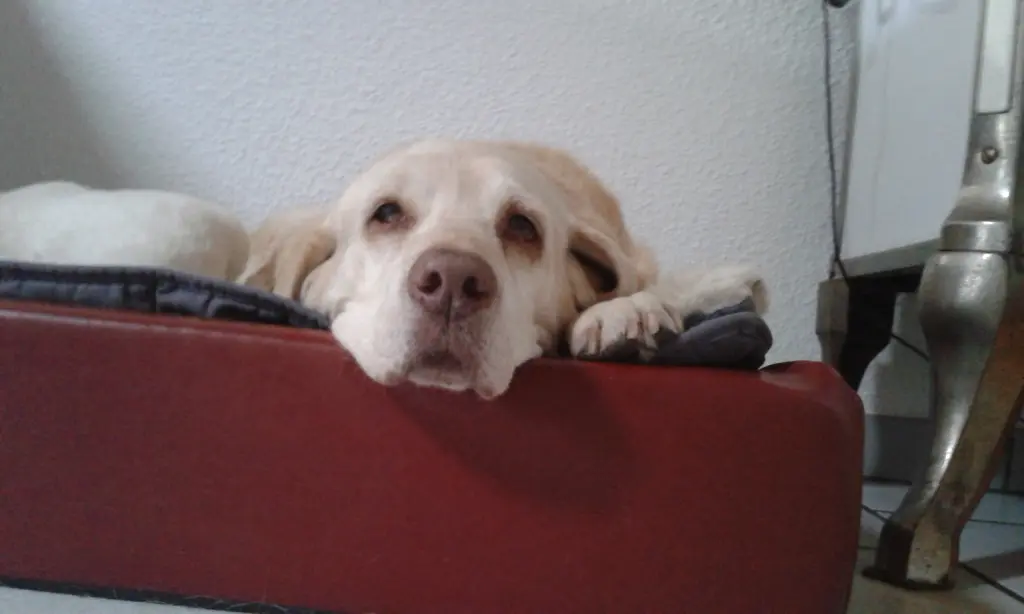 Condolence image of Margret
