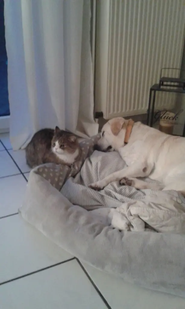 Image from Boni