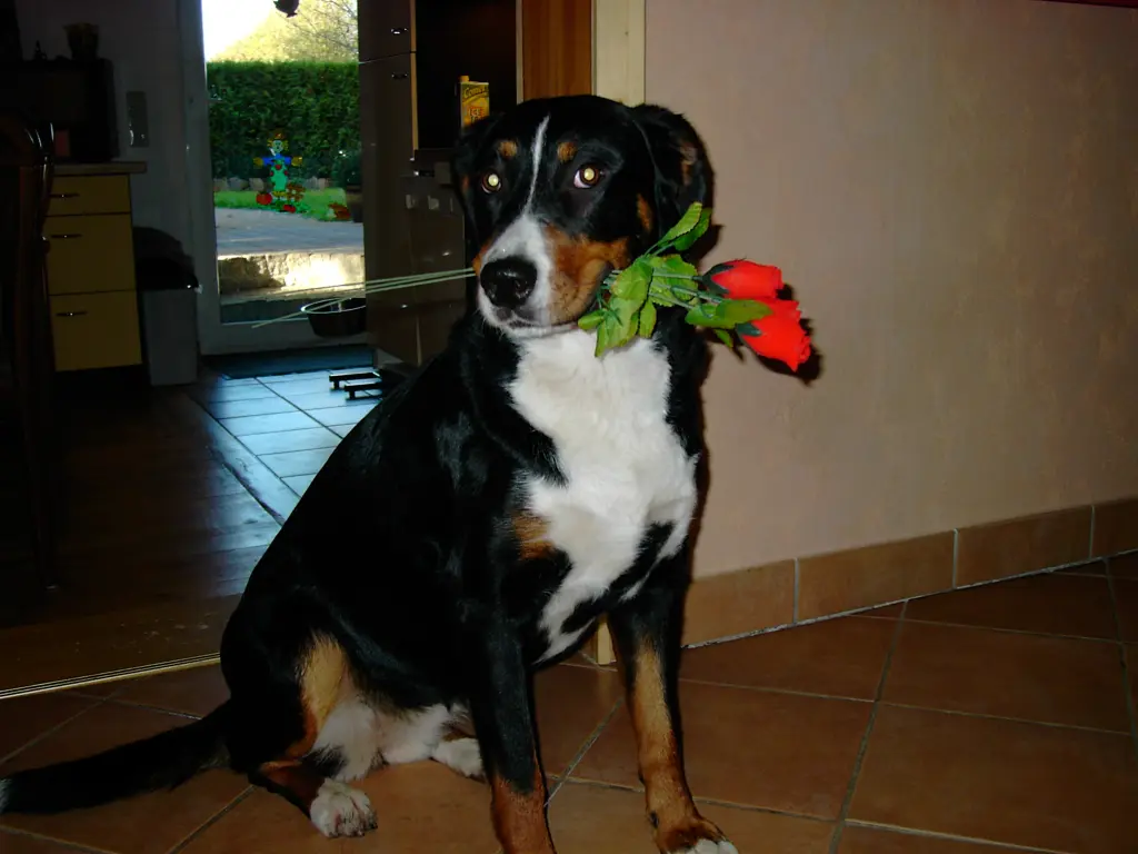 Image from Tinka