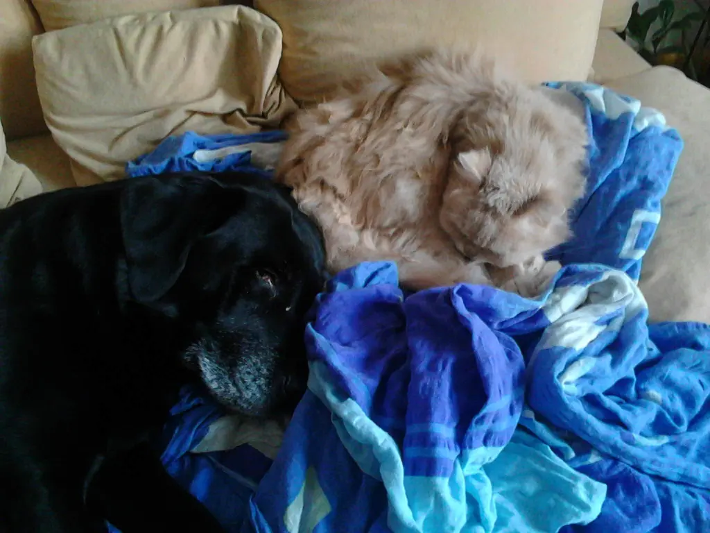 Condolence image of Marion mit Chicca, Kira und Bandit für immer im ❤️