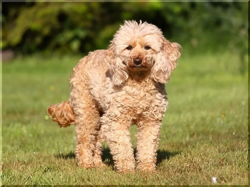 Condolence image of Margit u. Klaus,  Collie in Not