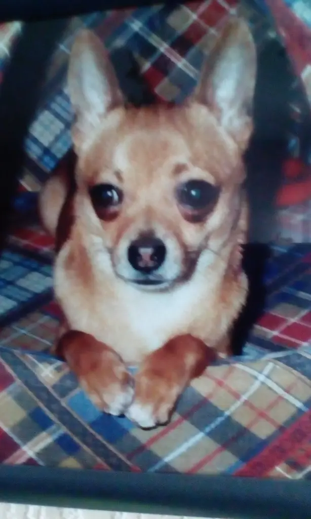 Condolence image of Irene mit Seelenhund Jimmy ganz tief im Herzen ♥️