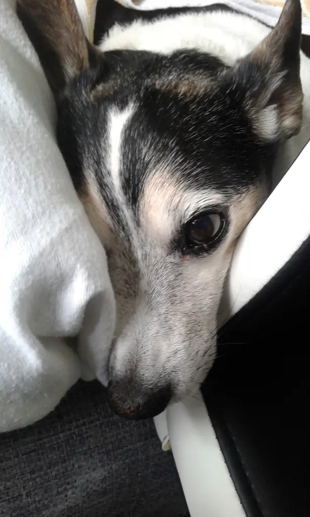 Andachtsbild von Ruth mit Atilla im Herzen