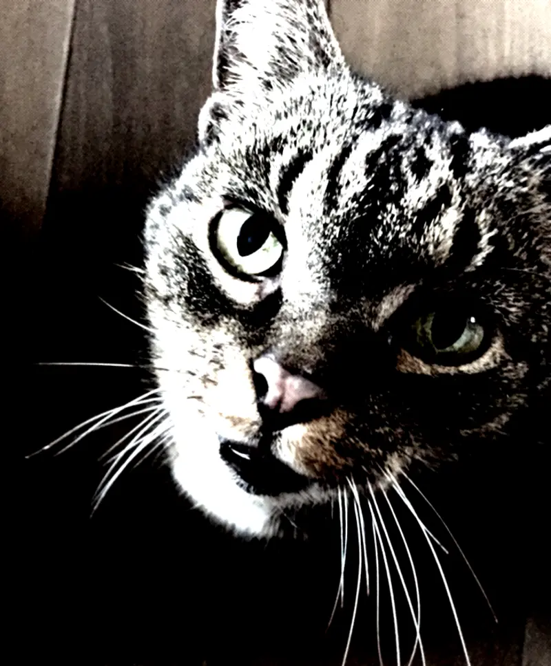 Image from Rusty