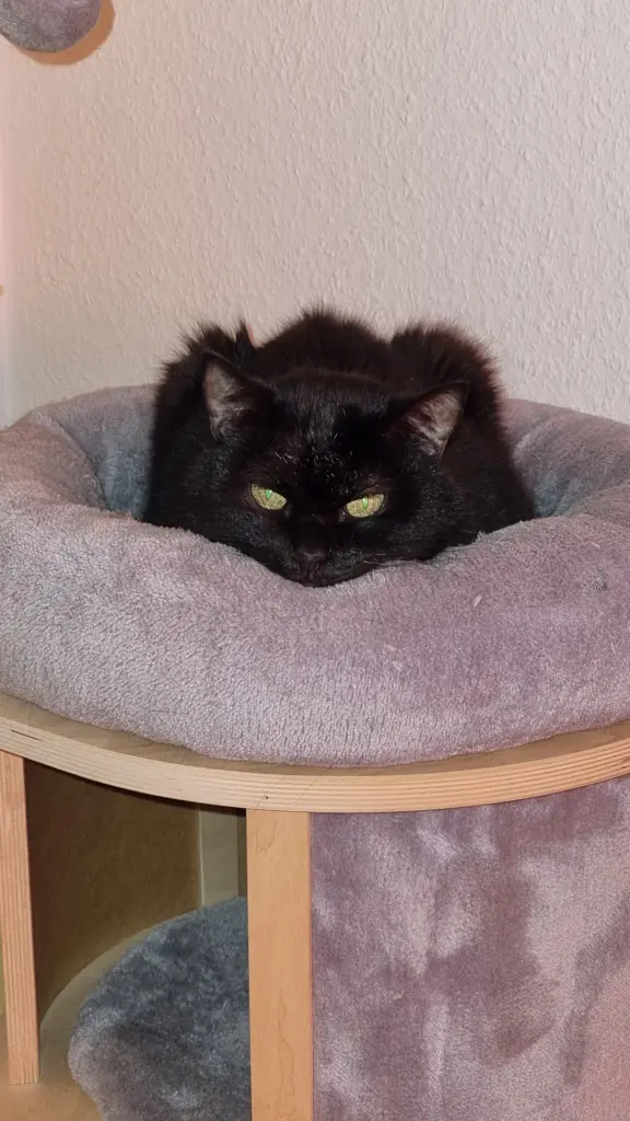 Condolence image of Steffi mit Devil & Angel im Herzen ❤️ 