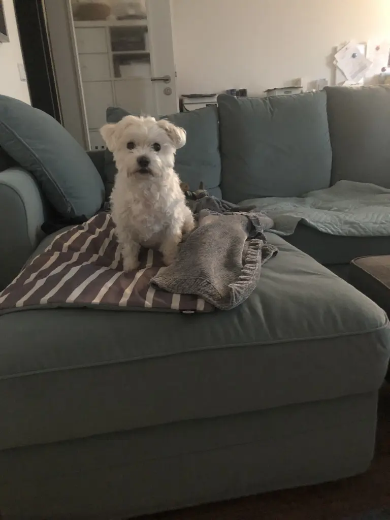 Condolence image of Lili mit Mailo im ♥️ für immer verbunden 