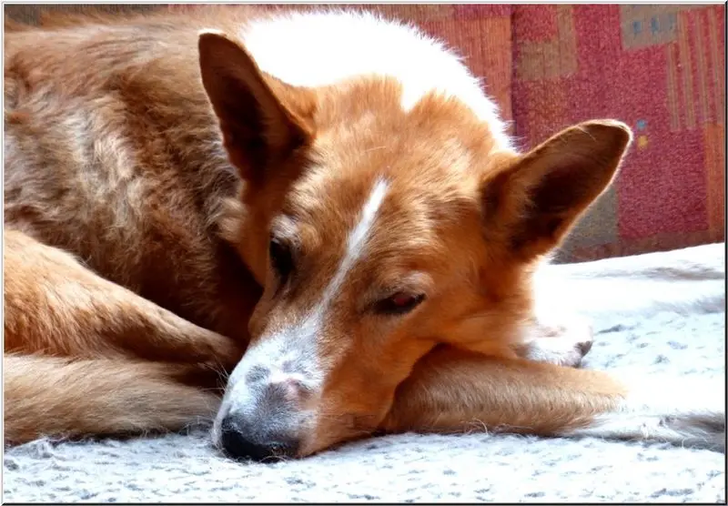 Condolence image of Collie in Not 