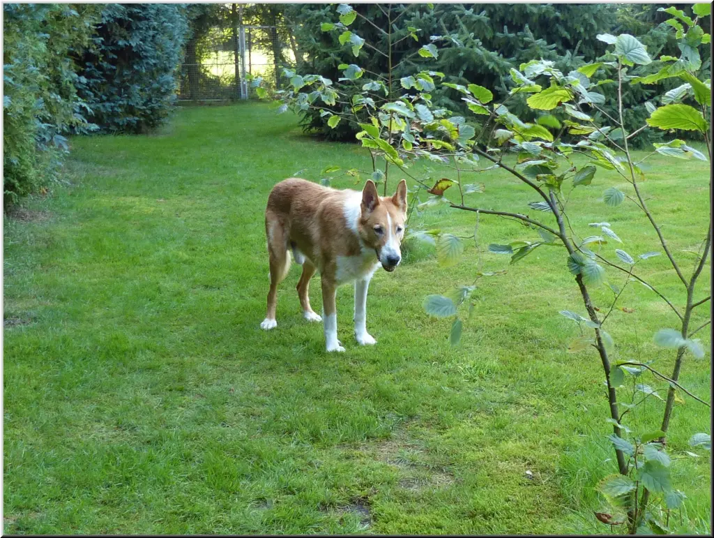 Condolence image of Collie in Not