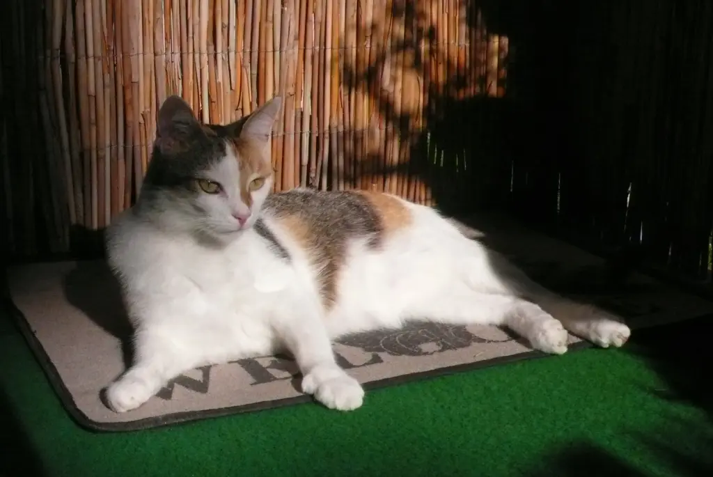 Image from Schnuckeliii