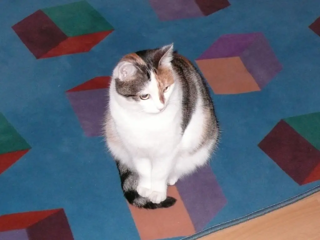 Image from Schnuckeliii