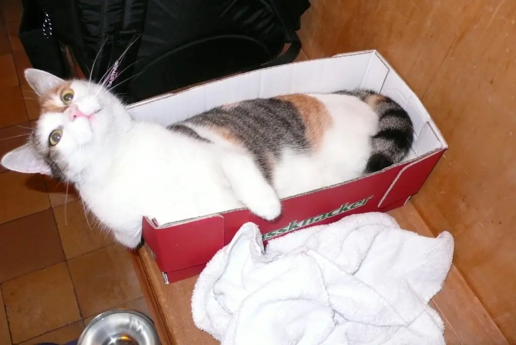 Image from Schnuckeliii