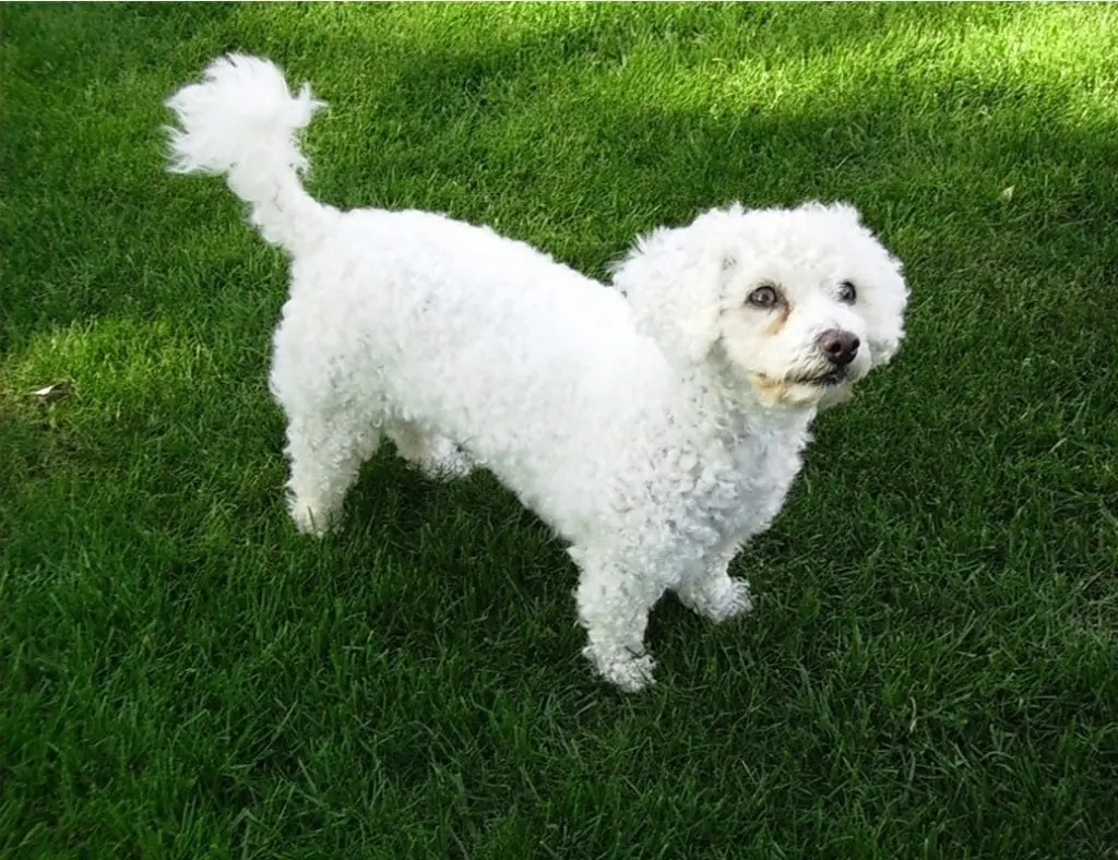 Condolence image of Gaby mit Snowy* im Herzen