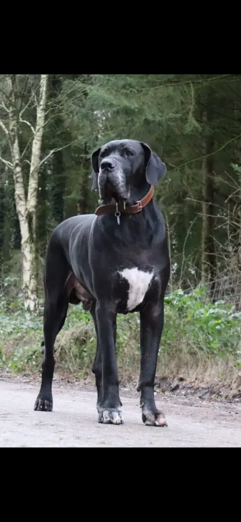 Image from Tonio Torillo 