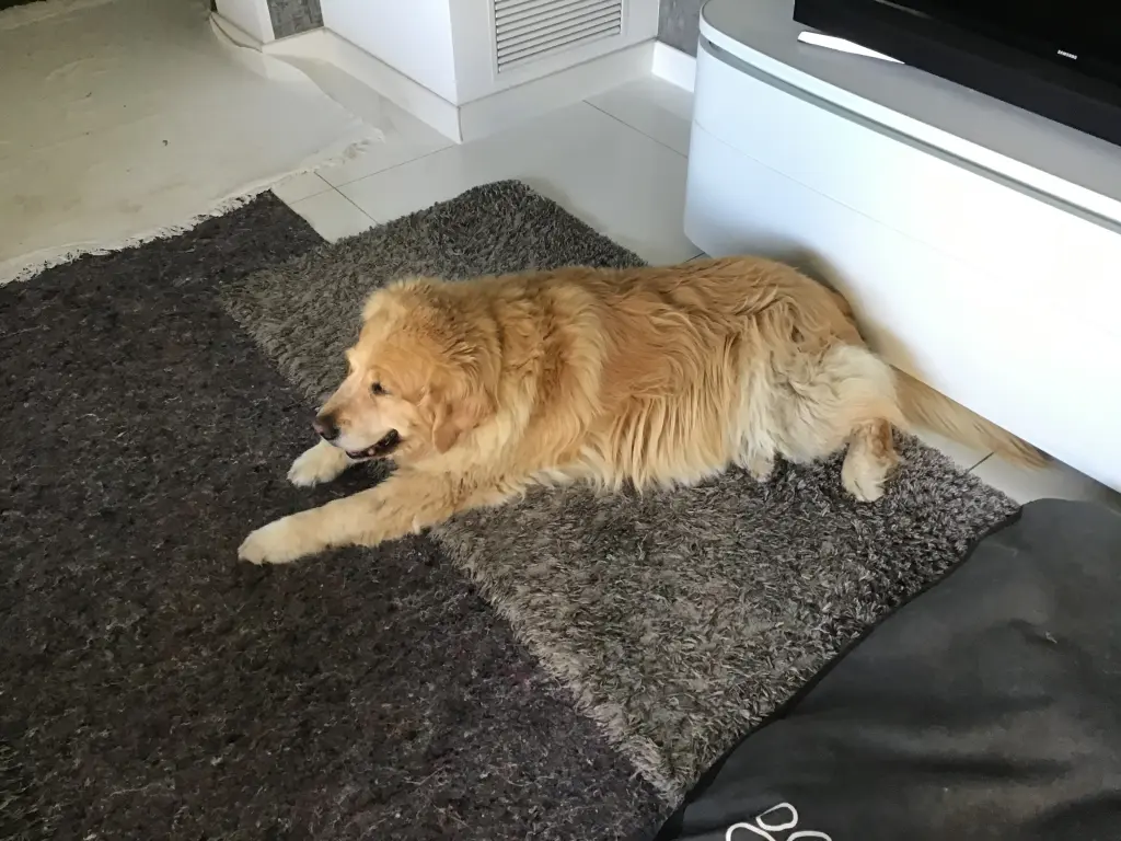 Condolence image of Angelika mit Luna von ❤️ + 02.03.2023