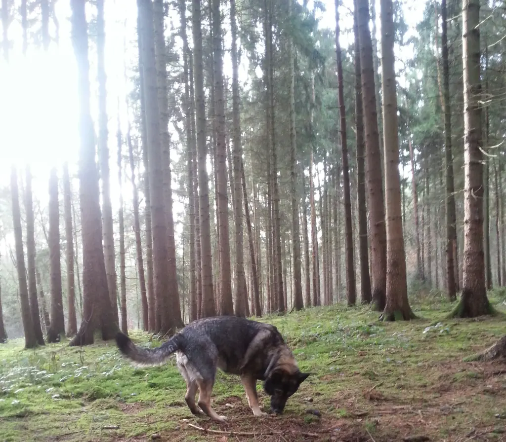 Condolence image of Karin mit Donna(wetter) im ❤️