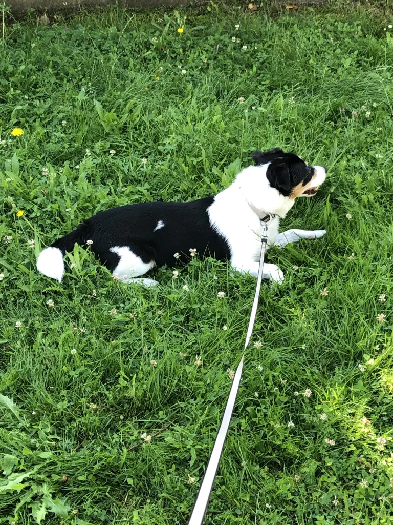 Condolence image of Burghild mit Jason im Herzen