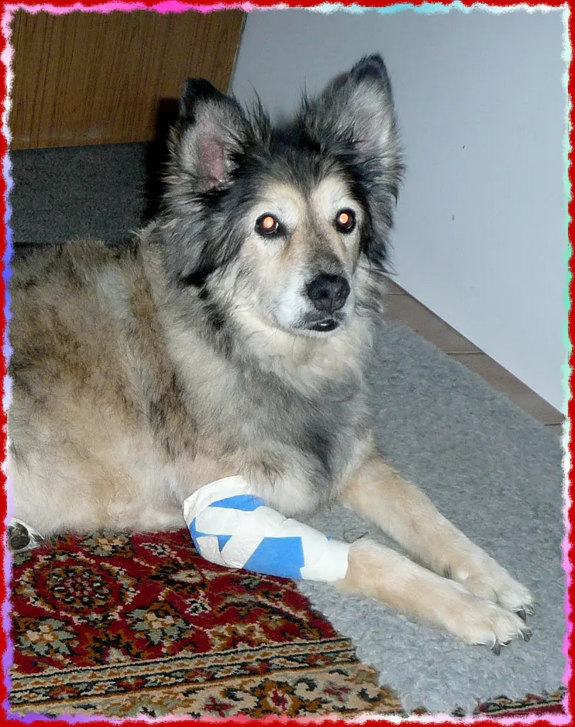Condolence image of Collie in Not