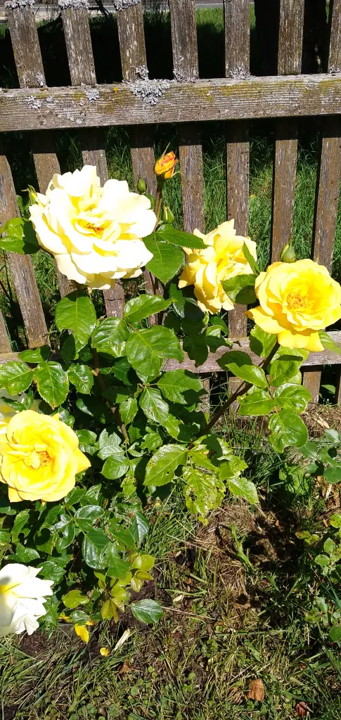 Condolence image of Erika