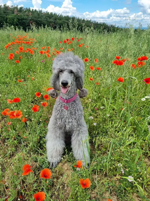 Condolence image of Unbekannt