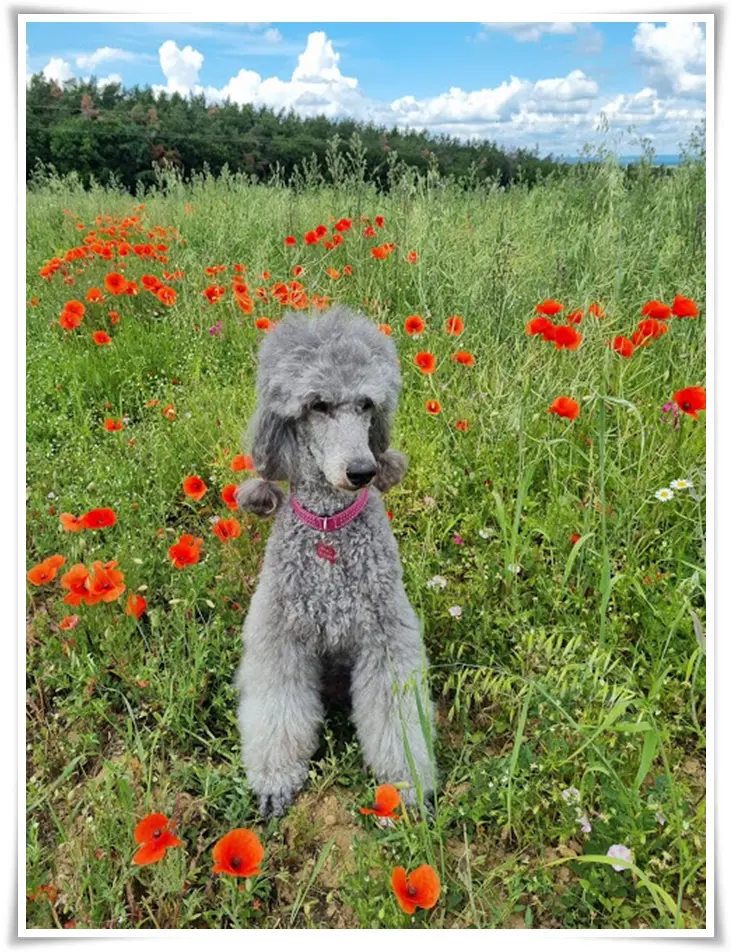 Condolence image of Unbekannt