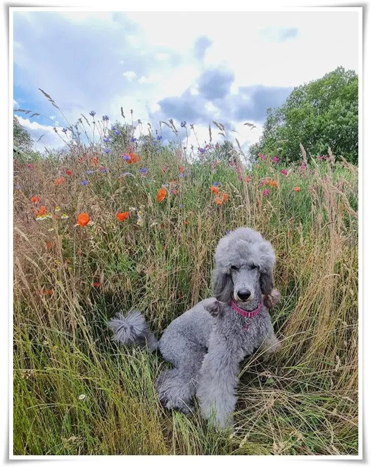 Condolence image of Unbekannt