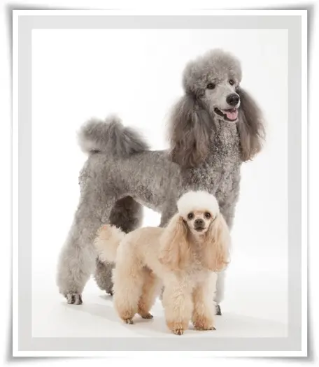 Condolence image of Ellen