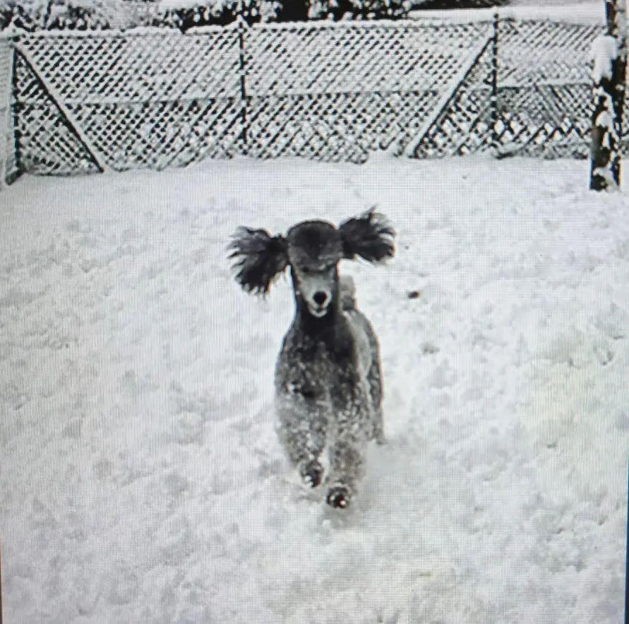 Condolence image of Ellen