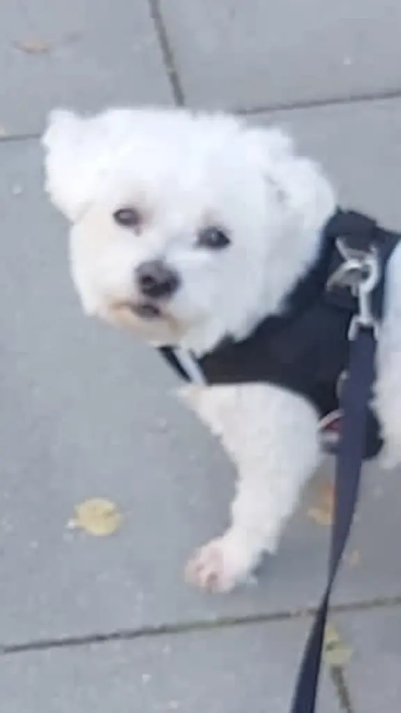 Condolence image of Lili mit Seelenhund Mailo ♥️