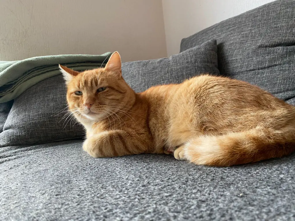 Image from Garfield