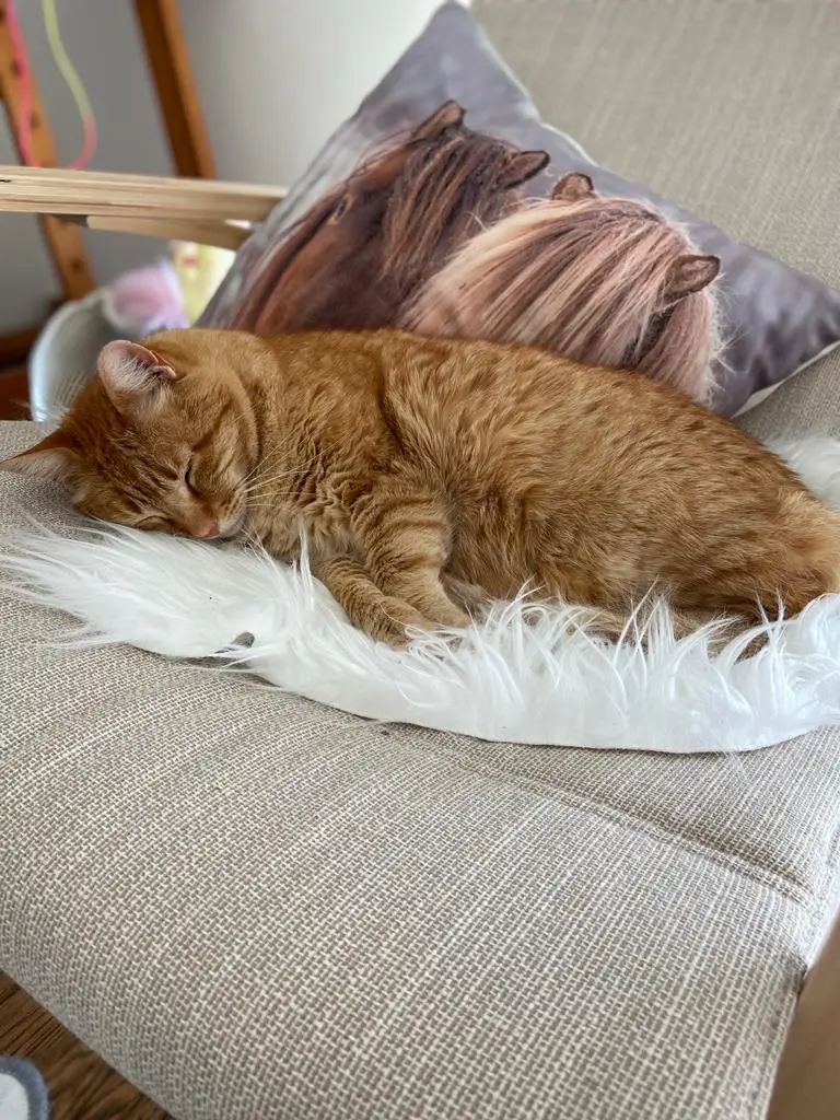 Image from Garfield