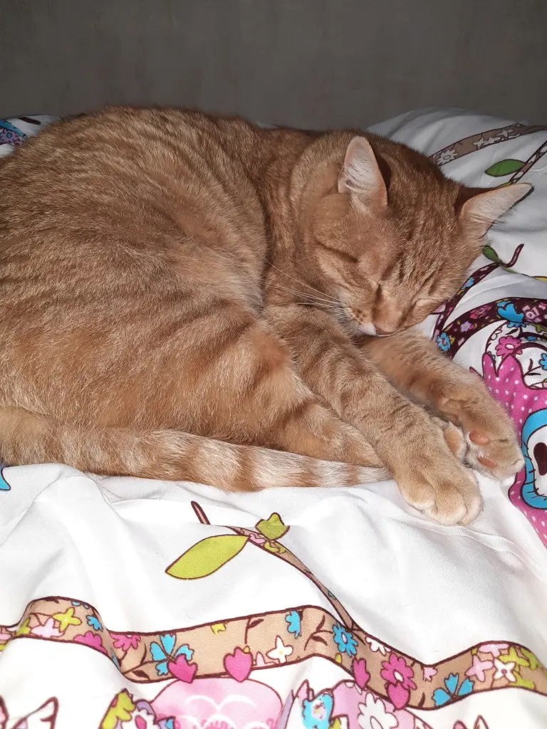 Image from Garfield